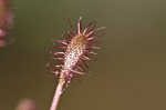 Spoonleaf sundew